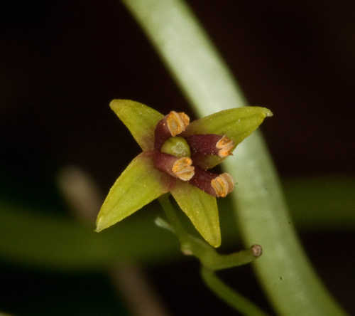 Croomia pauciflora #16